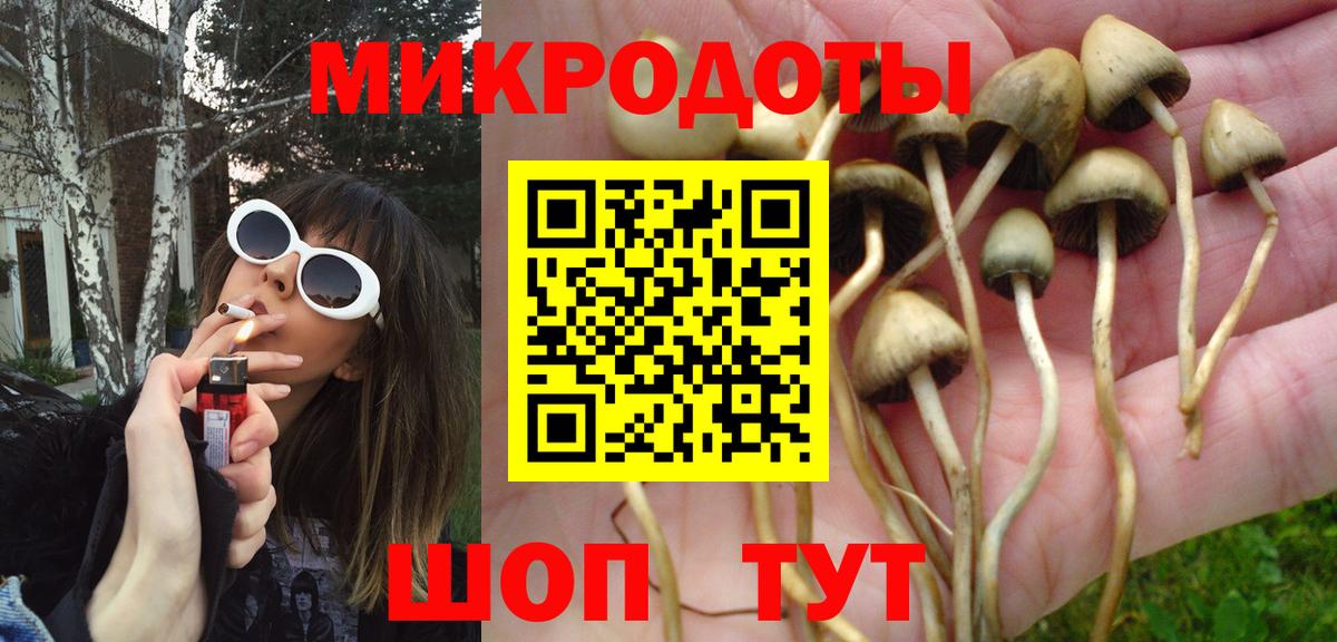 Галлюциногенные грибы Psilocybe Ленинск-Кузнецкий